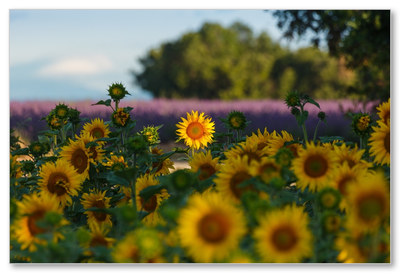 Provence-sunflower